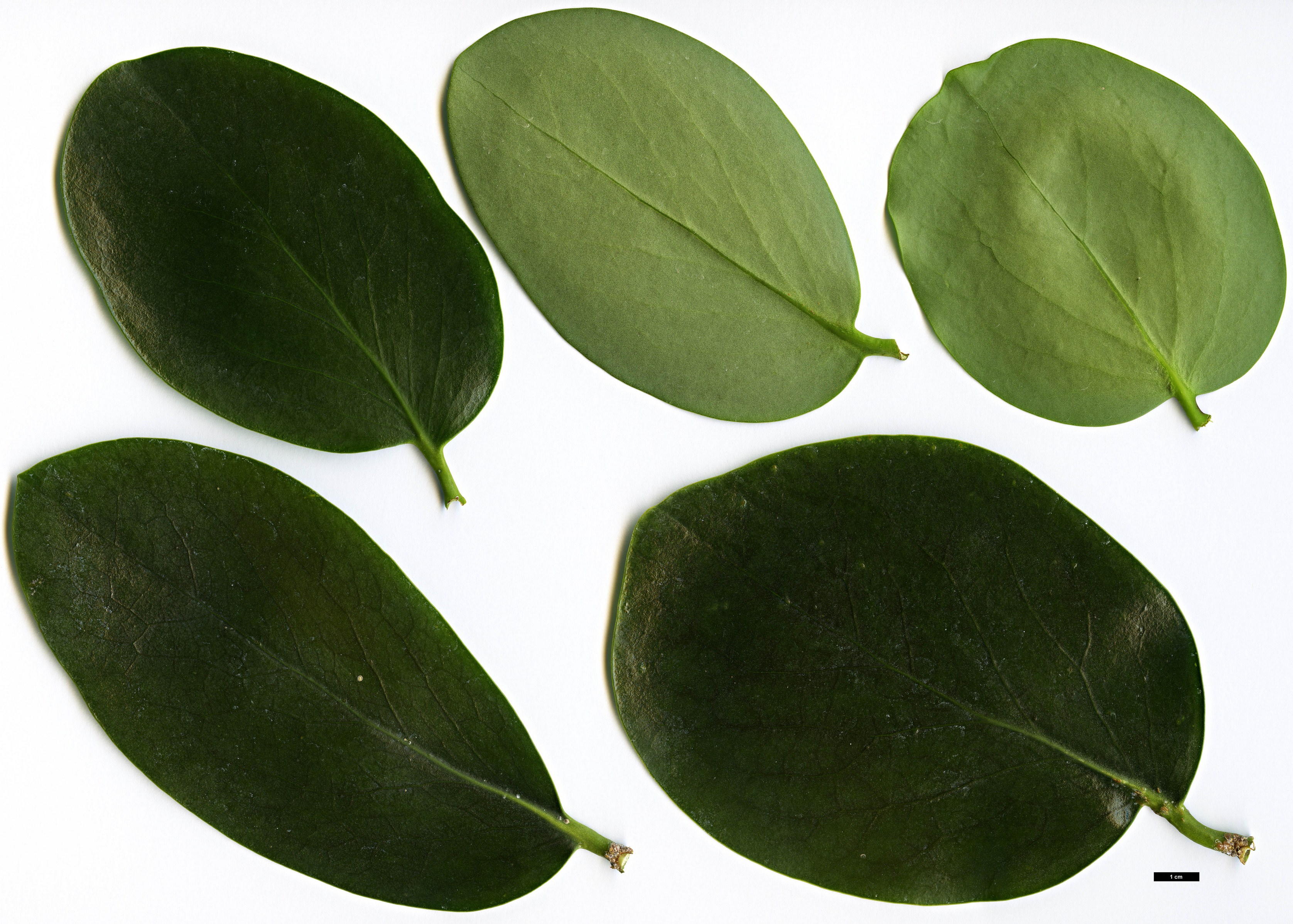High resolution image: Family: Griseliniaceae - Genus: Griselinia - Taxon: lucida